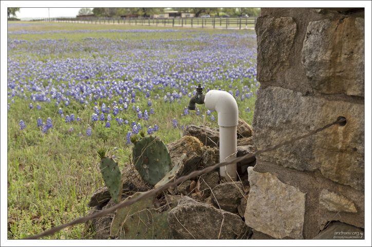 Кактус стратегически расположился поближе к воде.