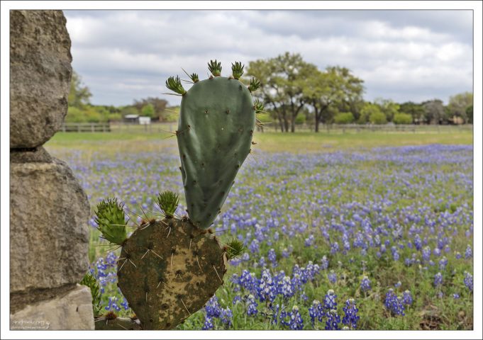 Кактусы и синие люпины в одном кадре.