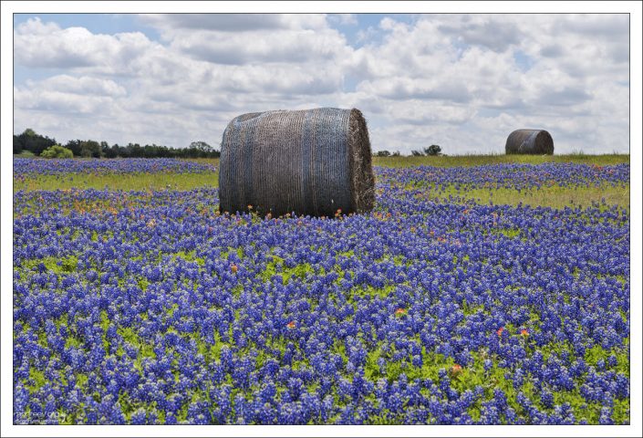Традиционные связки сена в техасской глубинке.