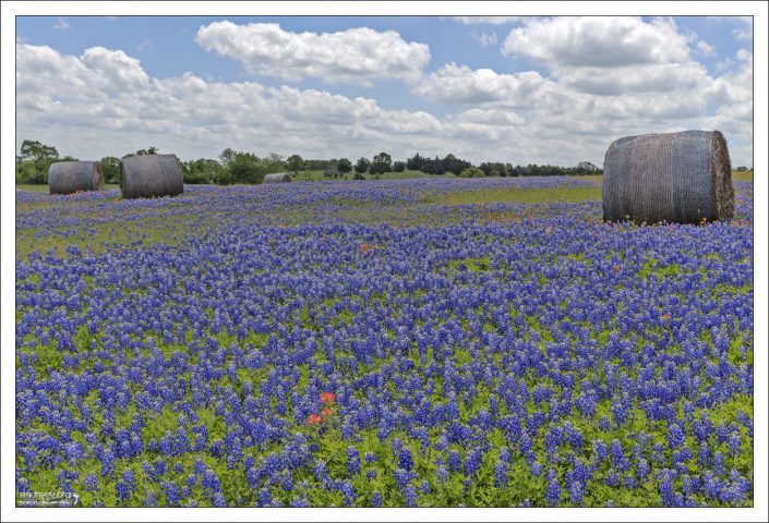Довольно жирное поле синих люпинов недалеко от городка Independence.