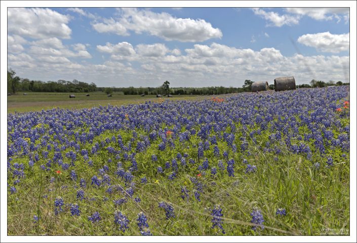 Блюбоннеты встречаются преимущественно на юго-западе США,
и являются официальным цветком штата Техас.