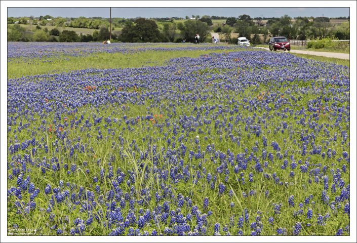 Охота на блюбонетты - национальная техасская весенняя игра.