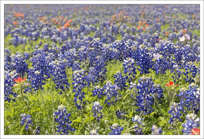 Lupinus texensis - фаворит большинства техасцев.