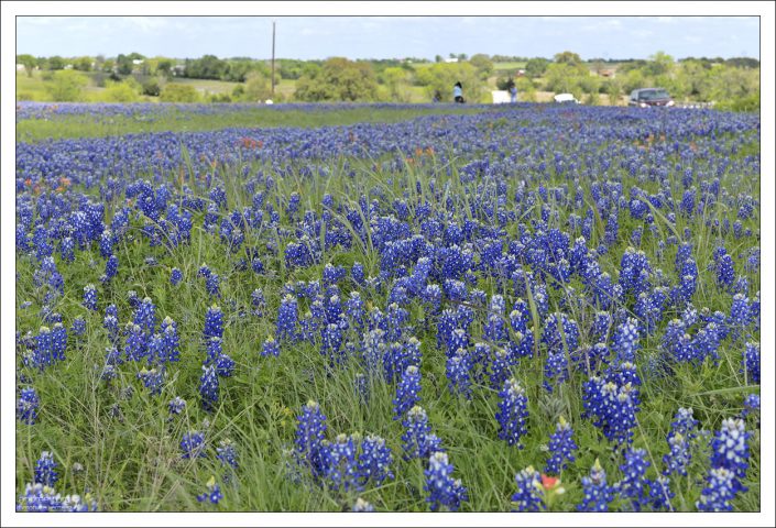 Обычно техасцы приезжают “в поля”, чтобы пофотографировать детей, домашних животных,
да и себя в конце концов на фоне цветов.