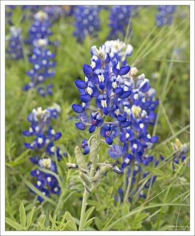 Историк Джек Магуайр метко написал в свое время:
"Блюбоннет – не только национальный цветок штата,
но и своего рода цветочный товарный знак, почти так же хорошо известный посторонним,
как ковбойские сапоги или шляпы Стетсона."