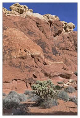 Цилиндропунция (Cholla) на тропе Rainbow Vista trail.