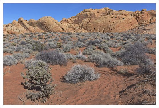 Долина, по которой проходит тропа Rainbow Vista, сплошь покрыта креозотовыми кустами.