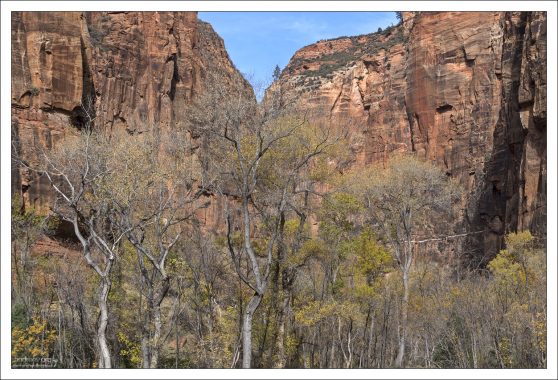 Тополь Фремонта (лат. Populus fremontii) — вид рода тополь,
произрастающий в прибрежных зонах на юго-западе Соединенных Штатов.
Дерево было названо в честь
американского исследователя и первооткрывателя XIX века Джона Фримонта.