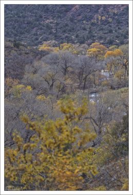 Золотые верхушки тополей в парке Зайон.