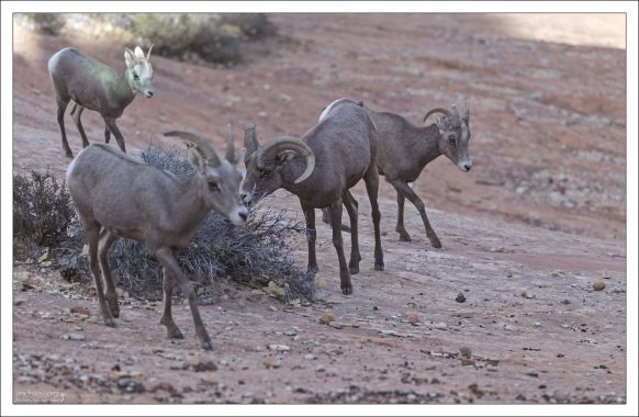 Пустынные бараны обладают уникальными упругими копытами,
благодаря которым способны быстро и ловко взбираться
по крутым каменистым склонам.