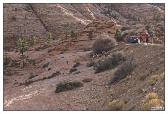 Пустынные бараны образуют стада от восьми до 10 особей.