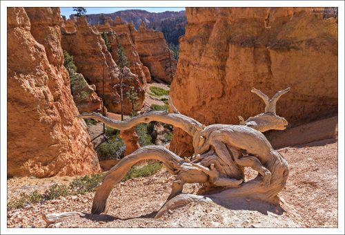 Причудливый сосновый пень среди худу.