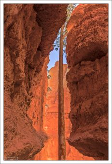 Дугласова пихта (Douglas fir) - очень распространенное дерево в Брайс каньоне.