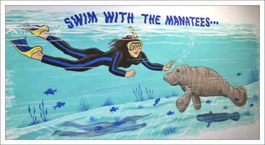 Начало тура по заплыву с морскими коровами.