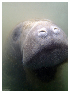 Встреча нос к носу с первой морской коровой.