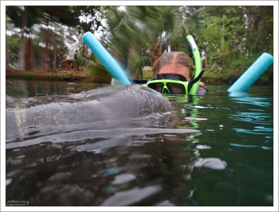 Зрение у ламантинов слабое, зато они обладают чутким слухом.