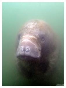 Лучшее время, чтобы увидеть ламантинов во Флориде - с ноября по март.