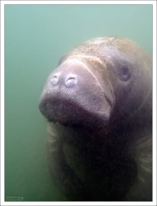 Ламантины являются травоядными и едят более 60 различных пресноводных и морских растений.