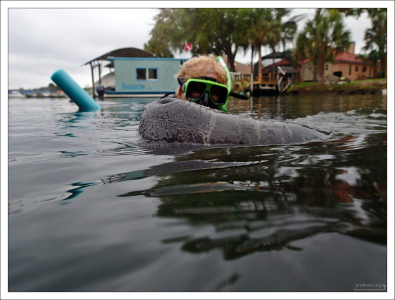 Незабываемые ощущения, когда огромное животное, весом до полутонны, всплывает рядом с тобой.