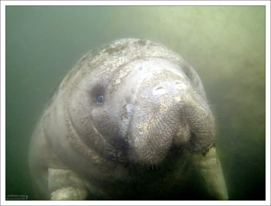 Ближайшими родственниками морских коров являются слоны.