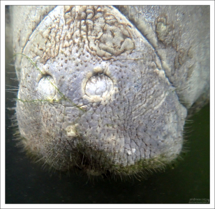 У ламантина большая, гибкая, цепкая верхняя губа, используемая для сбора пищи.