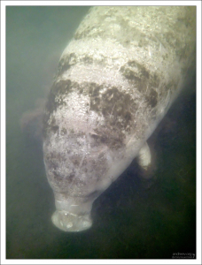 Морская корова возле родникового источника Three Sisters Springs.