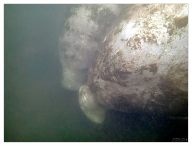 Обычно ламантины плавают со скоростью от 5 до 8 км/ч.