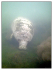 Взрослый ламантин обычно съедает 10–15% от веса своего тела в день (около 50 кг).