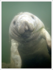 Верхняя губная подушка ламантина разделена на левую и правую части, которые могут двигаться независимо друг от друга.
Губы используют семь мышц, чтобы захватывать водоросли и рвать их.