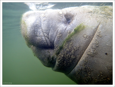 У ламантинов маленькие, широко расставленные глазки, а веко закрывается по кругу.
