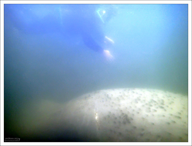 Длина тела морской коровы - около трех метров.