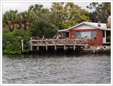 Пеликаны оккупировали прибрежный дом.