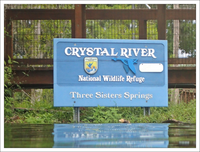 Вернулись в заповедник Crystal River ради другого тура - за морскими гребешками.