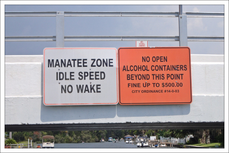 Путь за морскими гребешками проходит через место обитания морских коров.