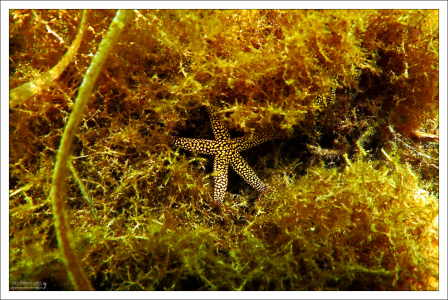 Первый улов - морская звезда.