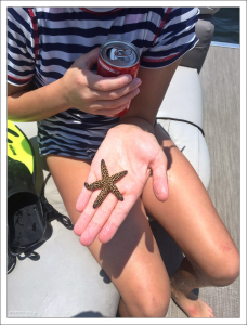 Морская звезда Brown spiny sea star (Echinaster spinulosus) временно вытащена на воздух для позирования.