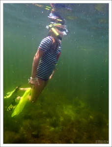 За морскими гребешками (scallops) ныряют с мешком, привязанным к руке.