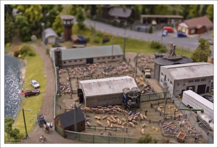 Свиноферма.