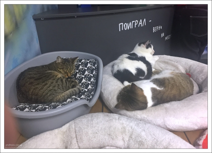 Республика котов на Литейном проспекте.
Поиграл - верни котика не место.