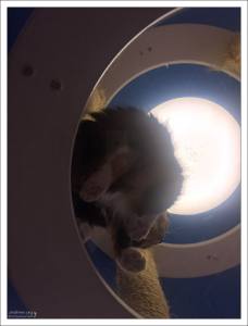 Отношение котов ко всем вокруг.