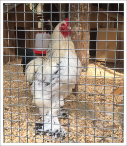 Очень породистый петух (брама светлая).