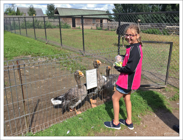 Саша кормит тульских гусей в экопарке "Зооград" в Пушкинских Горах.