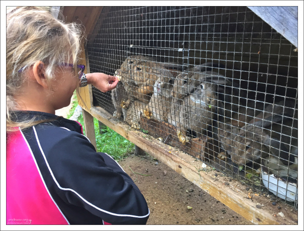 Кролики хрумкают капустой.