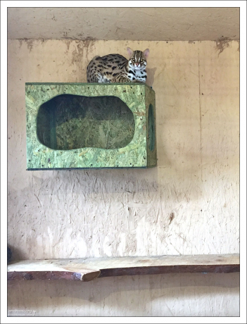 Оцелот (лат. Leopardus pardalis) - хищное млекопитающее из семейства кошачьих, обитающее в Южной Америке.
Оцелоты живут поодиночке и охотятся главным образом ночью.