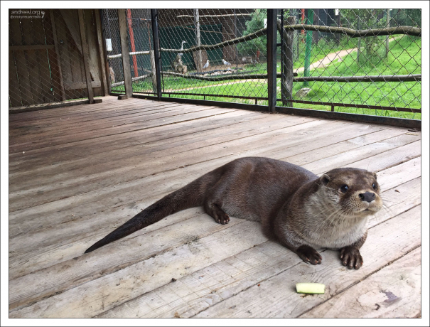 Очень веселая речная выдра.