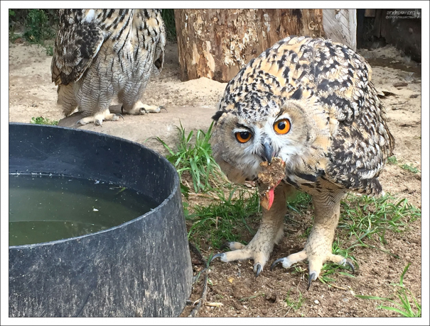 Филин с кисточками на ушах полоскает мясо перед заглатыванием.
