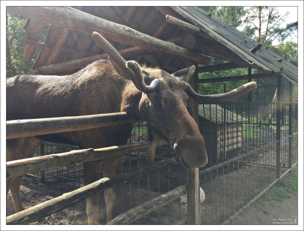 Лось по имени Лососик.