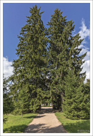 Вид на Дом-музей А.С. Пушкина через вековые ели.