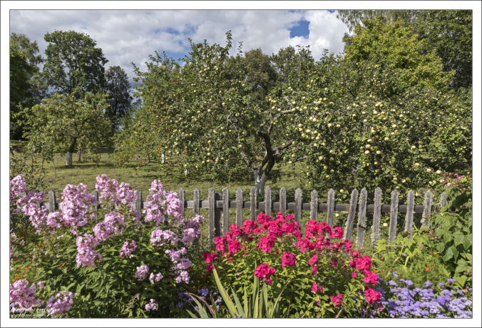 В саду в Михайловском восстановлены те сорта фруктовых деревьев (в основном яблонь), которые были здесь при Пушкине.