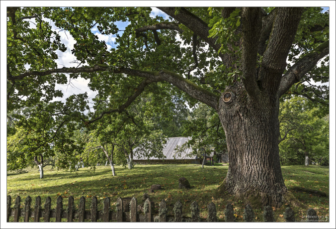 Тот самый дуб...